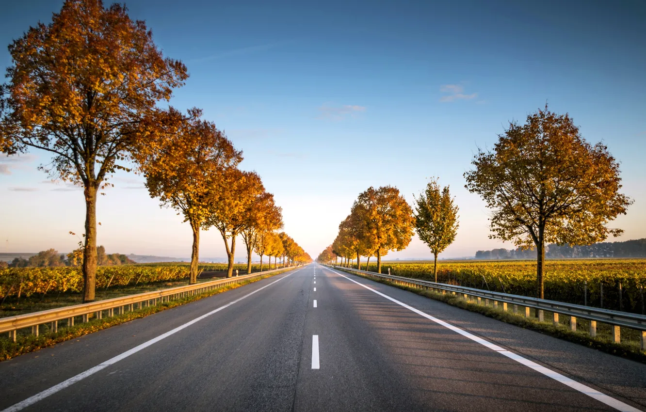 Фото обои дорога, деревья, путь, обои, фотография, трасса, wallpaper, road