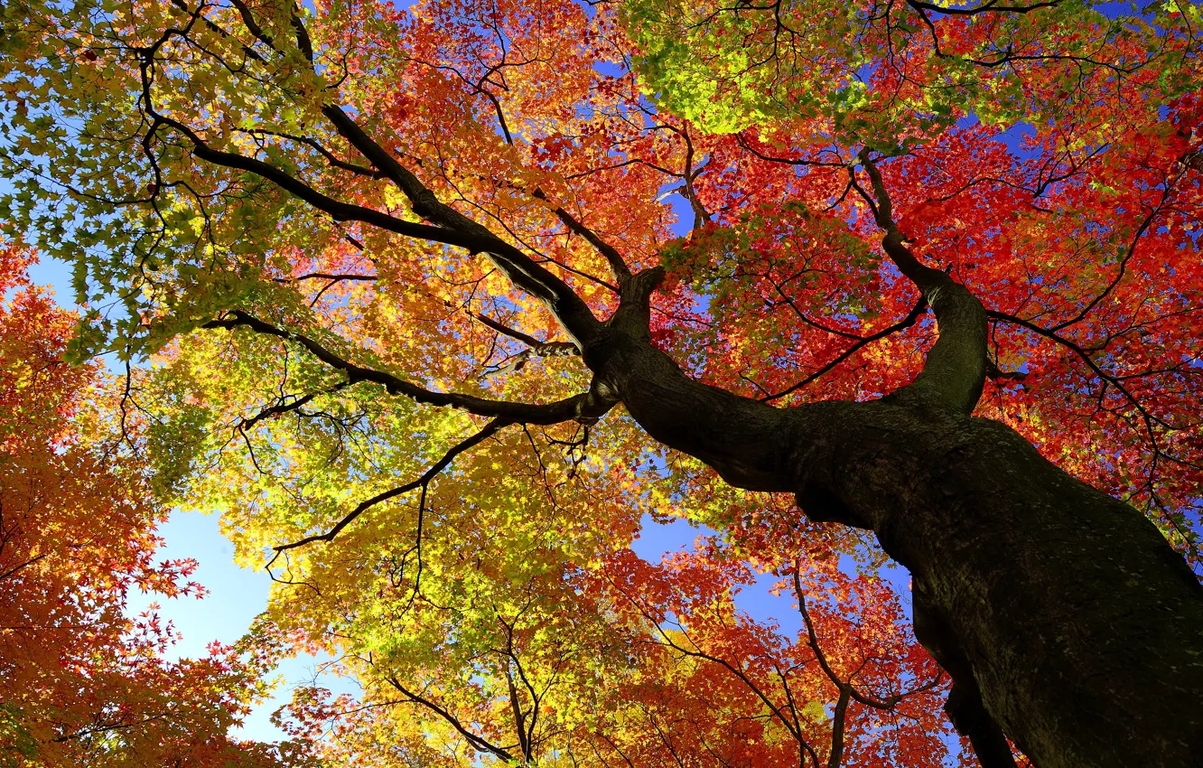 Фото обои осень, деревья, листва, ракурс, кроны, краски осени, клёны, осенние листья