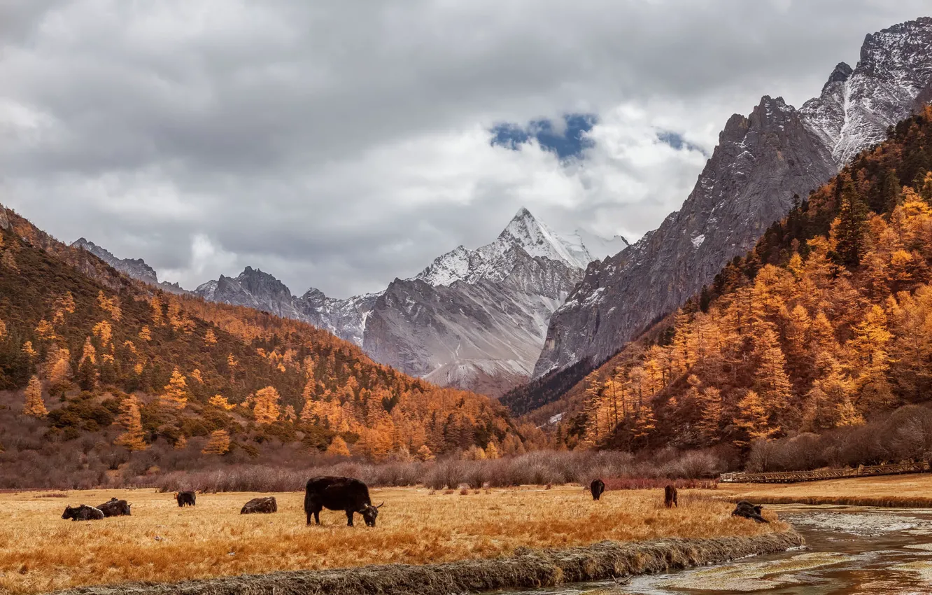 Фото обои осень, лес, коровы, пастбище, быки