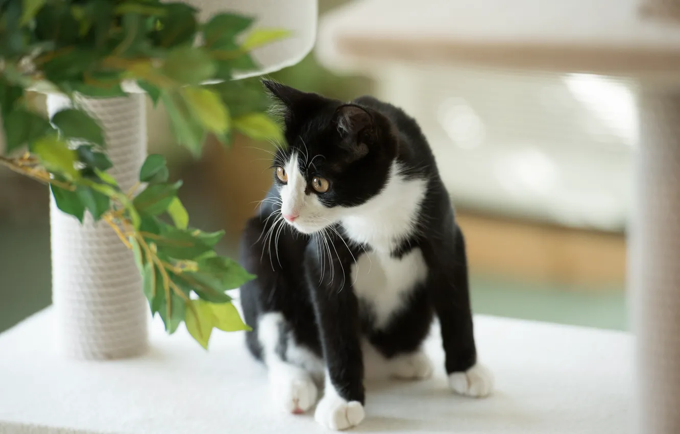 Фото обои кошка, кот, листья, растение, черно-белая