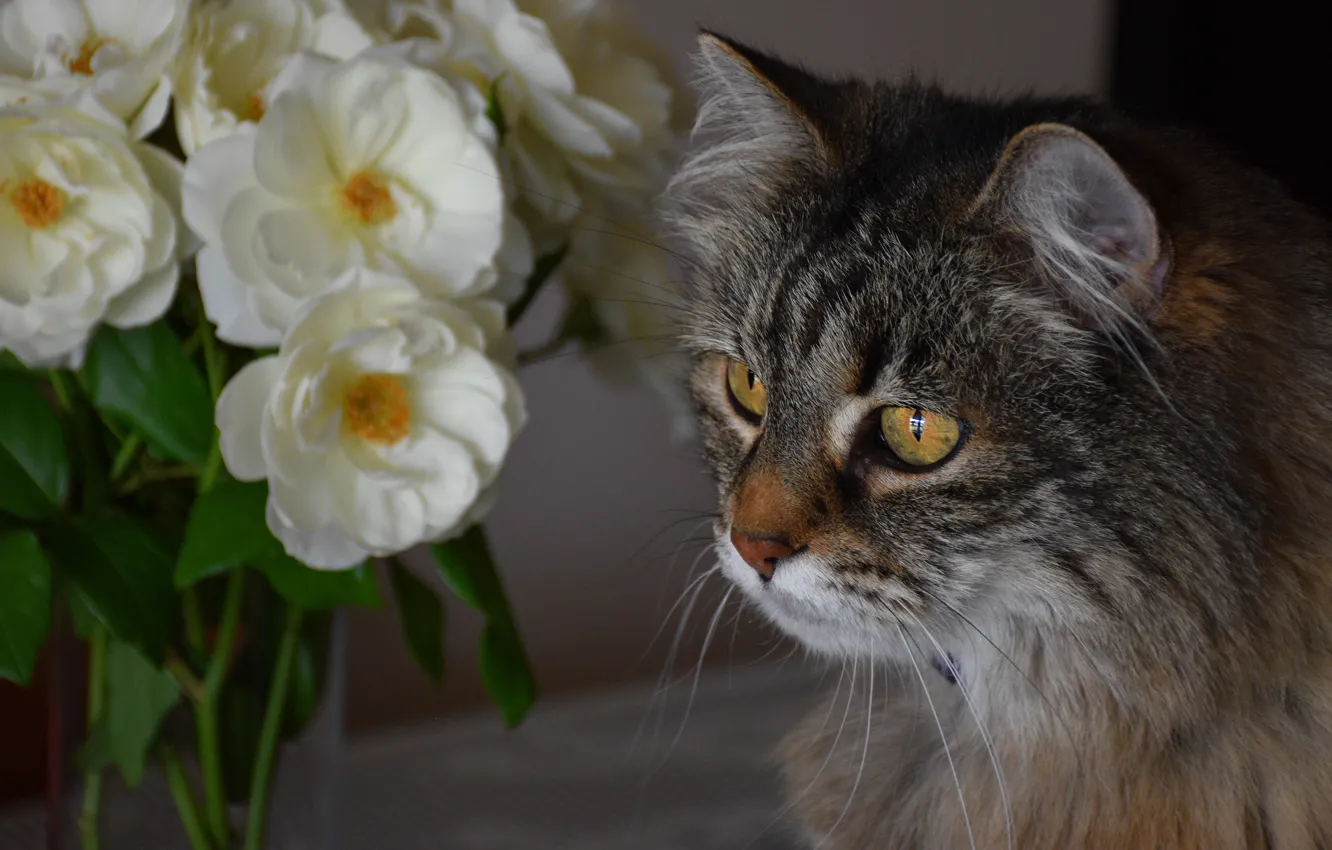 Фото обои кошка, кот, взгляд, морда, цветы, портрет, букет