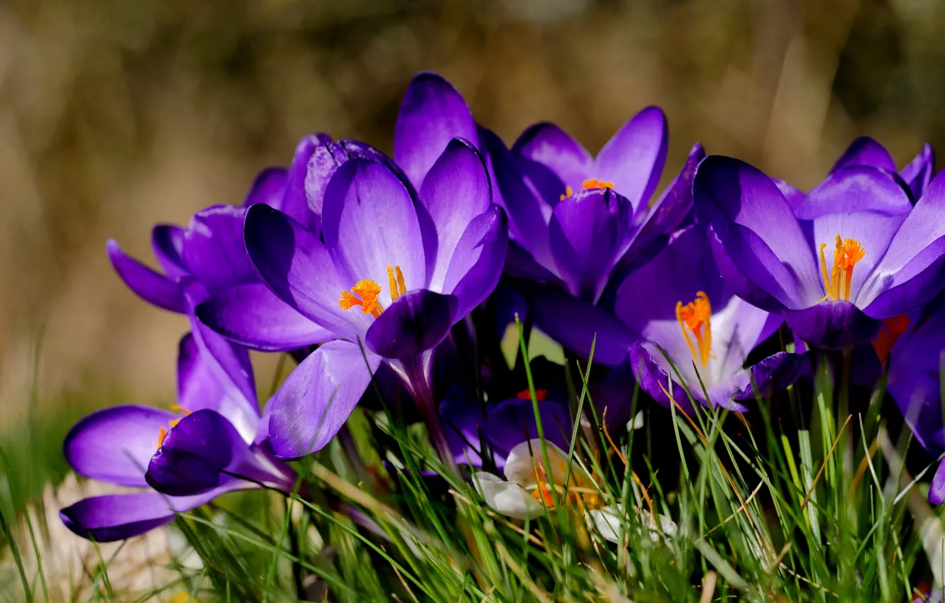 Фото обои макро, весна, Крокусы, шафран