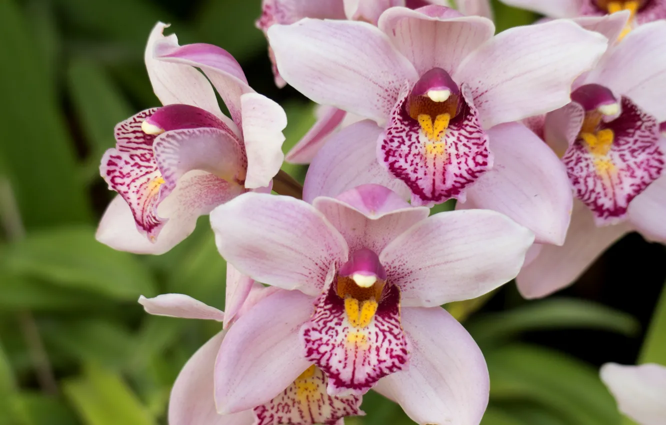 Фото обои макро, розовый, экзотика, орхидея