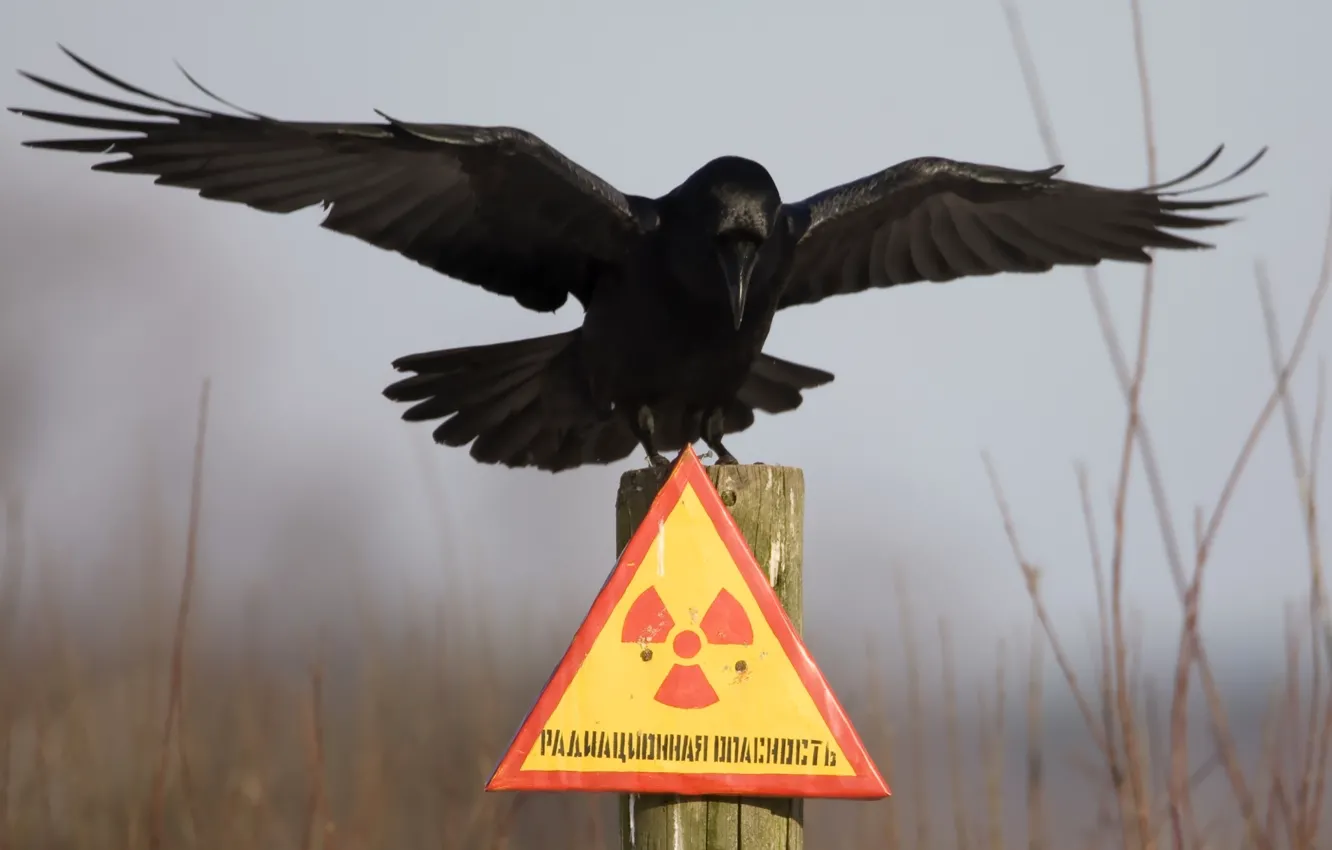 Фото обои табличка, чернобыль, ворон, радиационная опасность, столбик