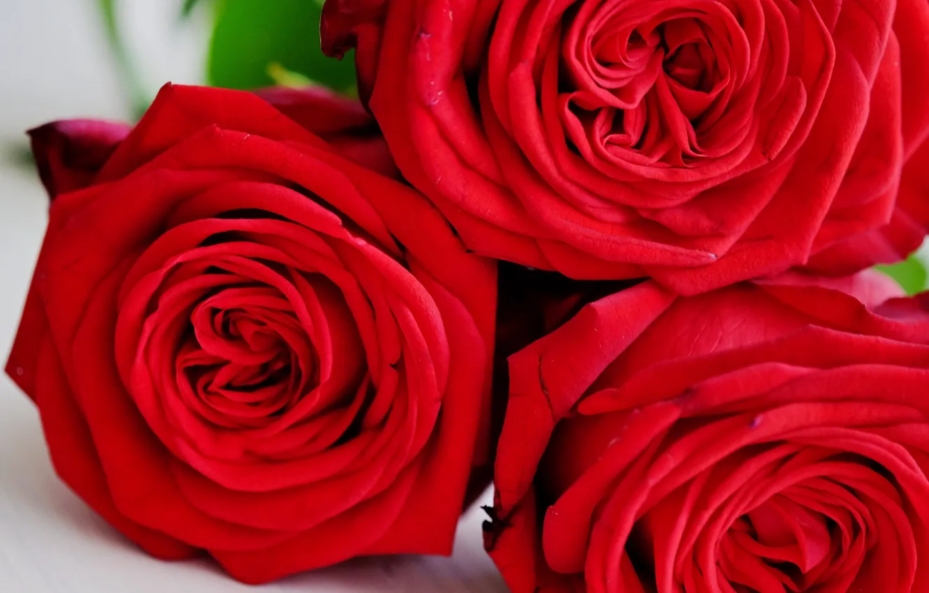 Фото обои макро, розы, красные, трио, алые