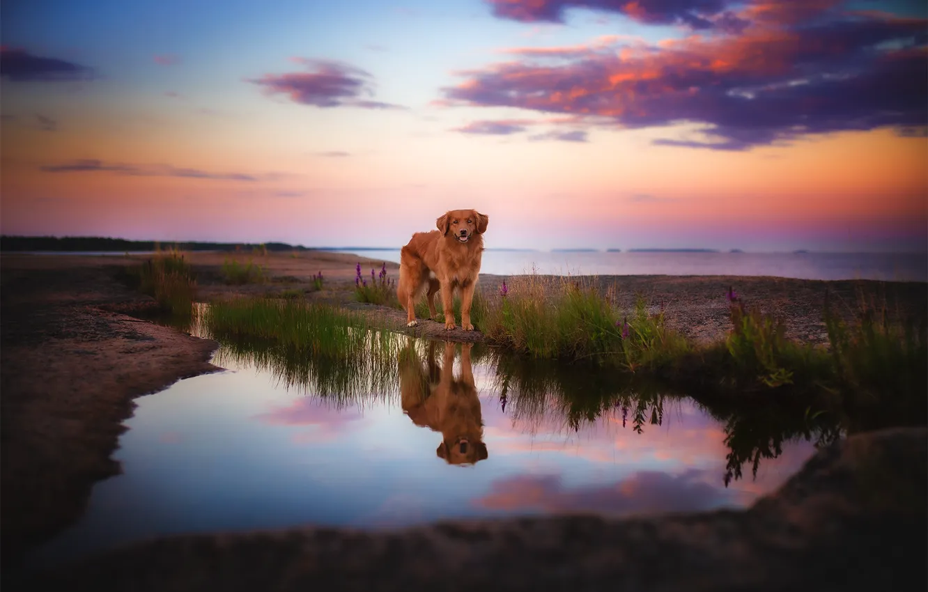 Фото обои природа, отражение, собака, водоем