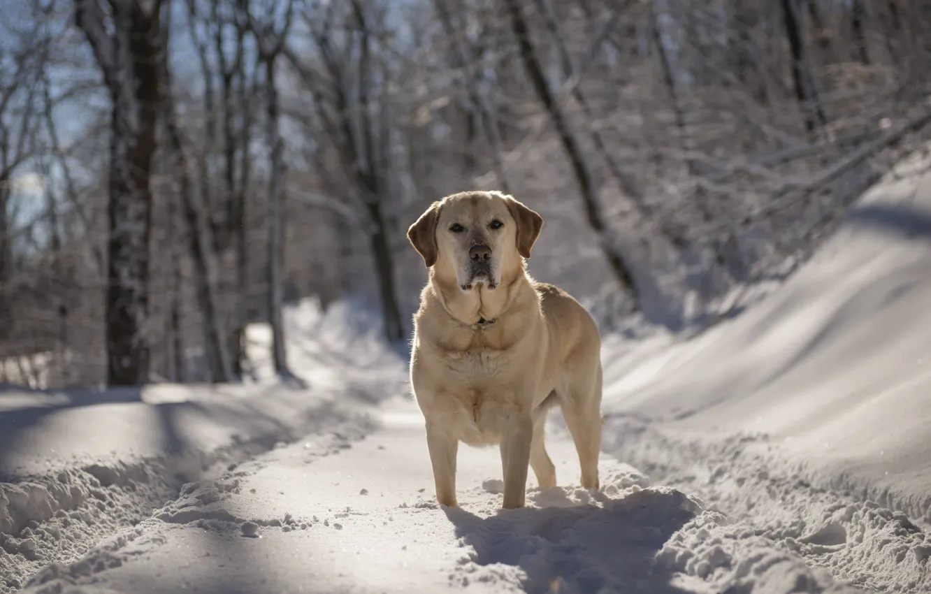 Фото обои зима, взгляд, друг, собака