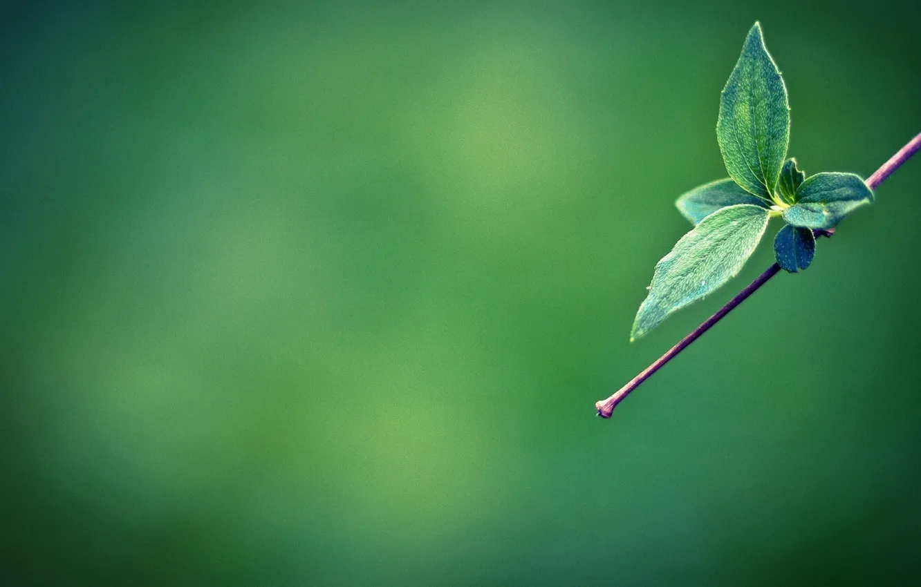 Фото обои минимализм, ветка, green leaves, зеленые листики на ветке