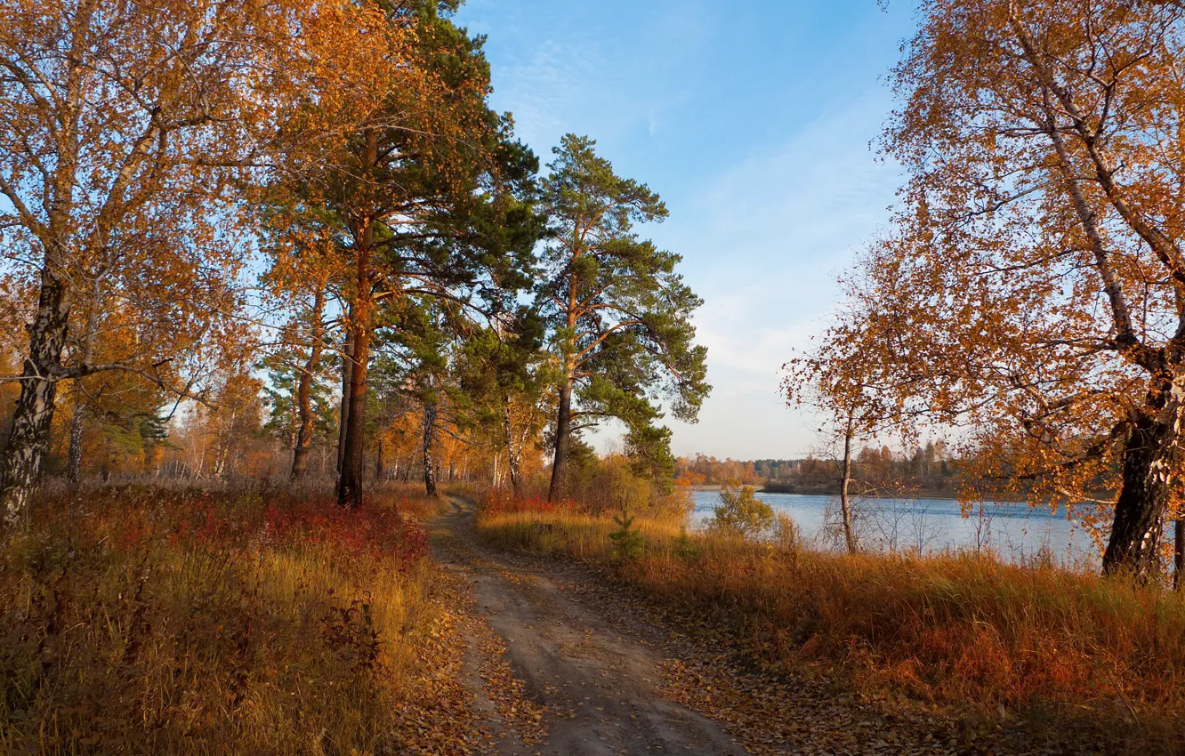 Фото обои forest, river, trees, Autumn, autumn mood, trace, fallen leafs