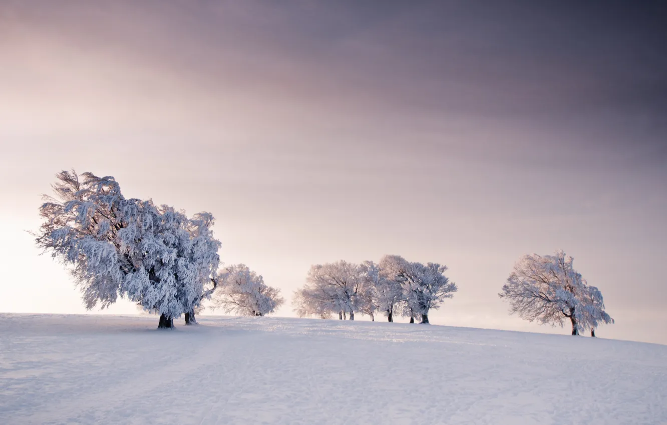 Фото обои зима, иней, деревья, природа