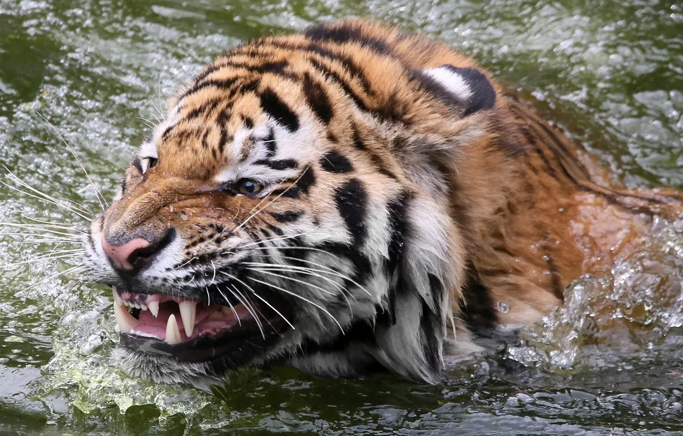 Фото обои вода, природа, Sibirischer Tiger