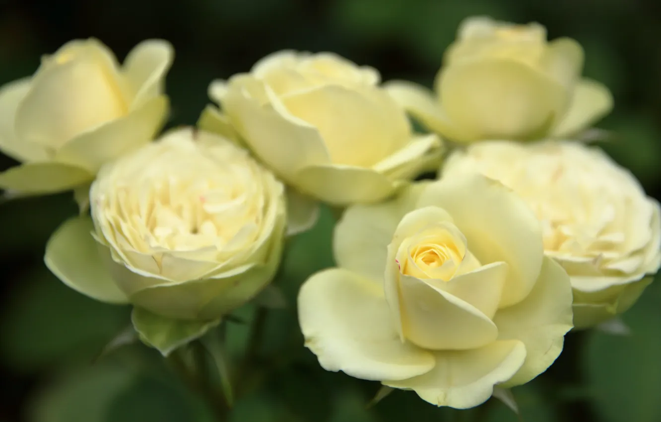 Фото обои макро, бутоны, белые розы