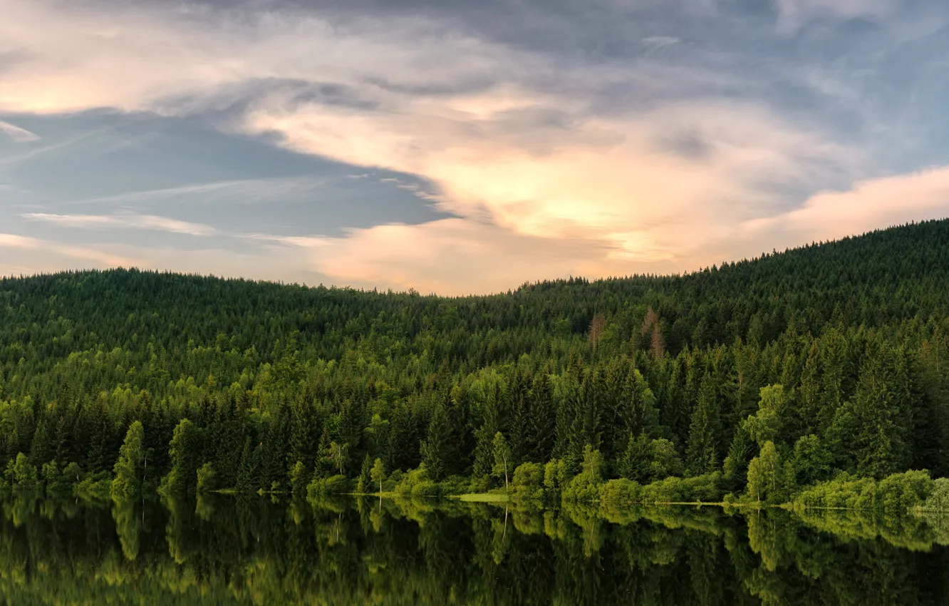 Фото обои green, Czechia, Desna