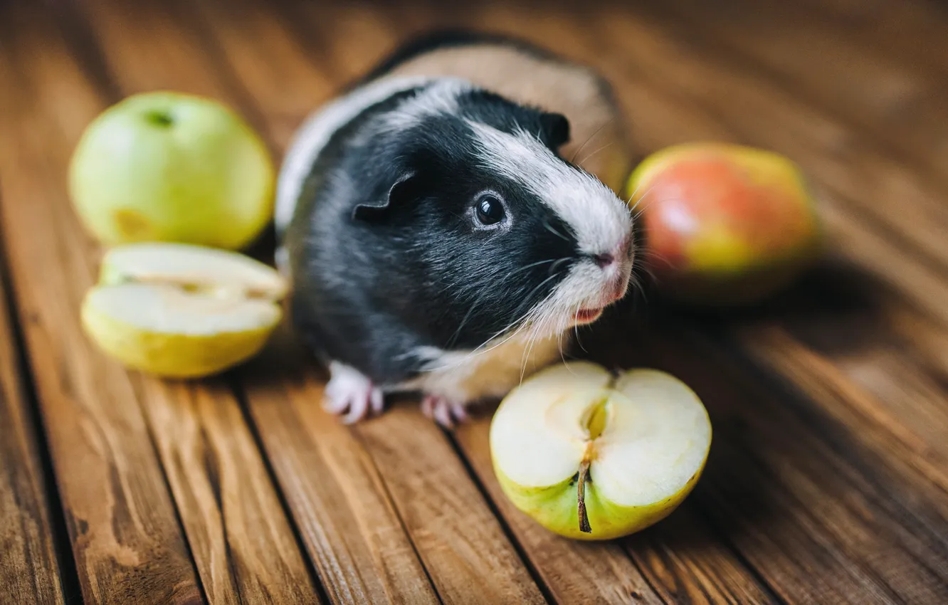 Фото обои apples, pet, Indian rabbit