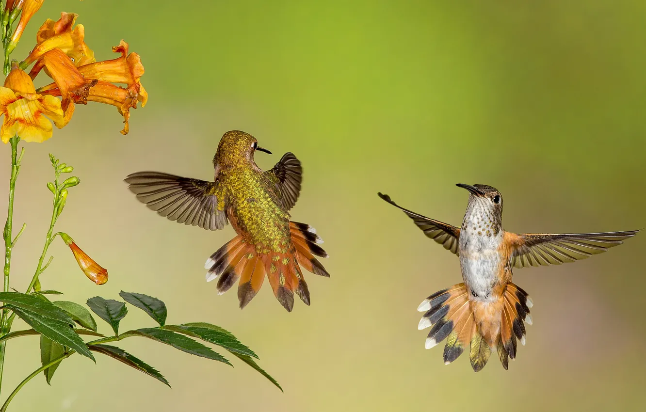 Фото обои цветок, полет, крылья, колибри