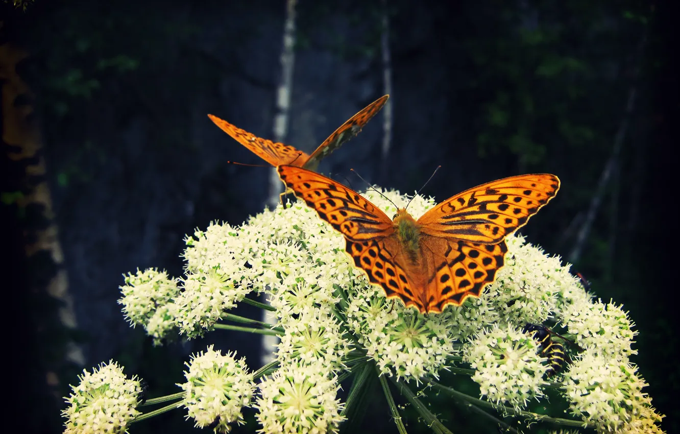 Фото обои цветок, бабочки, насекомые, природа, Larisa Koshkina