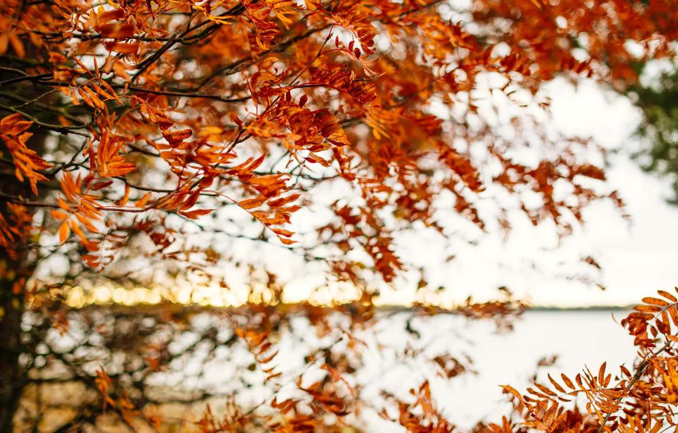 Фото обои autumn, leaves, tree, branches, fall, foliage
