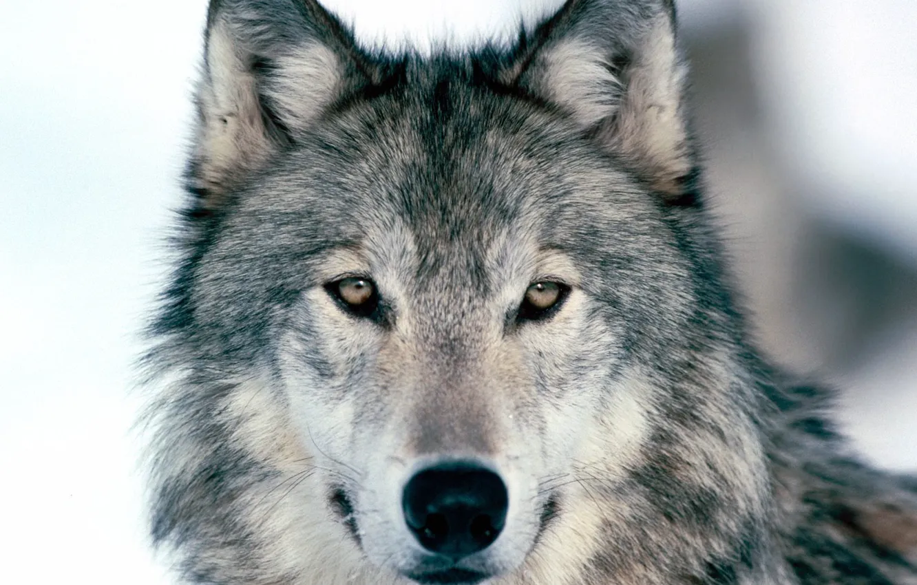 Фото обои Winter, Wolf, Look Into My Eyes