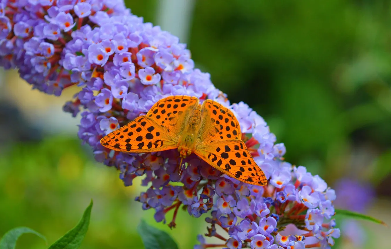 Фото обои Макро, Цветы, Бабочка, Macro, Butterfly, Purple flowers
