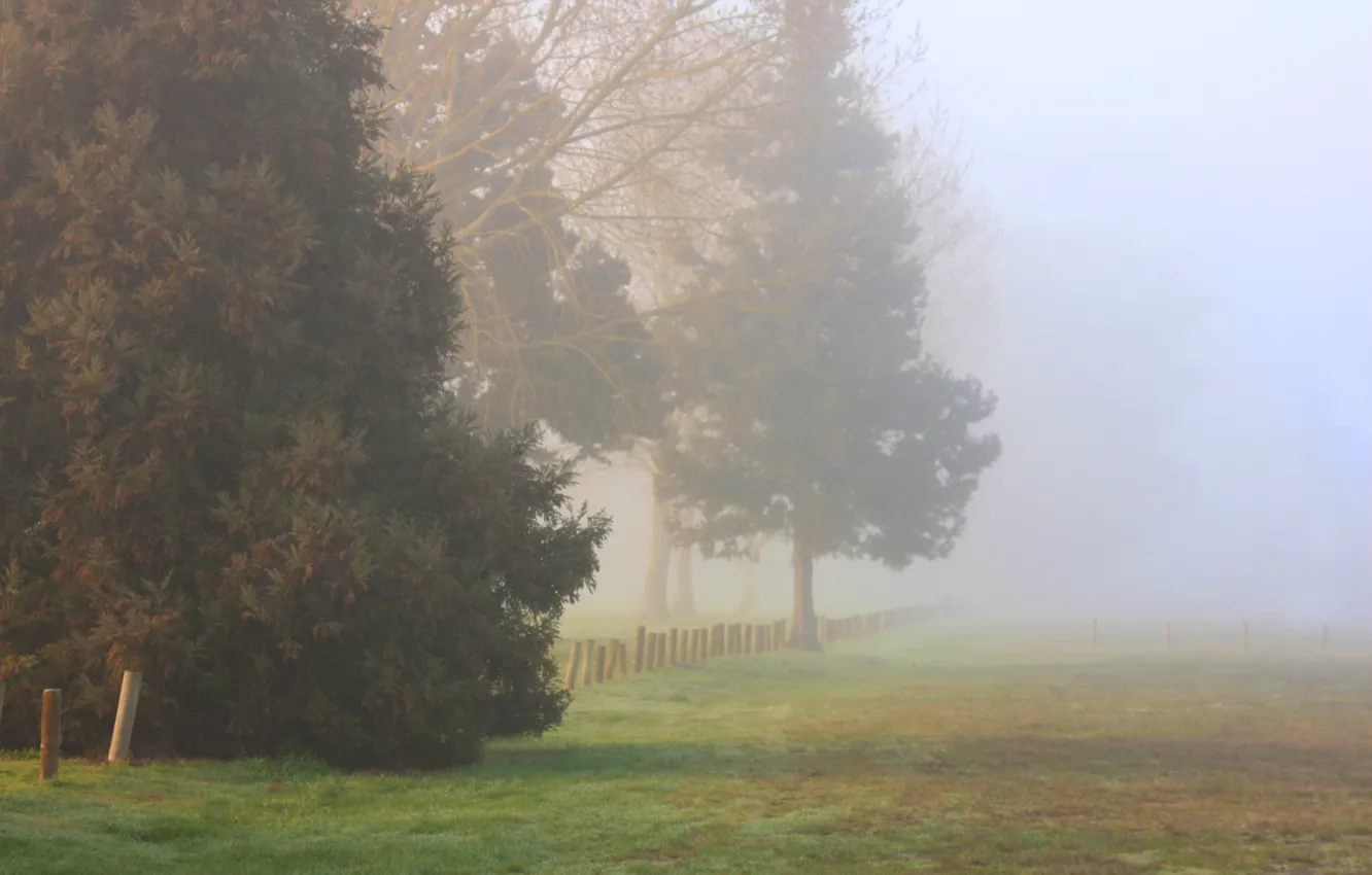 Фото обои Поле, Туман, Осень, Деревья, Утро, Autumn, Morning, Fog