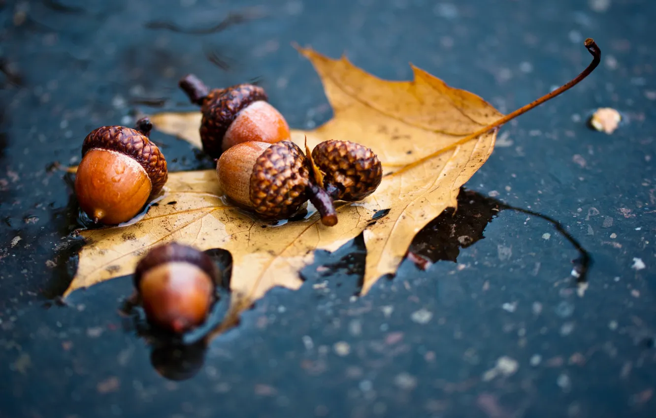 Фото обои осень, асфальт, лист, дождь, лужа, дуб, жёлудь
