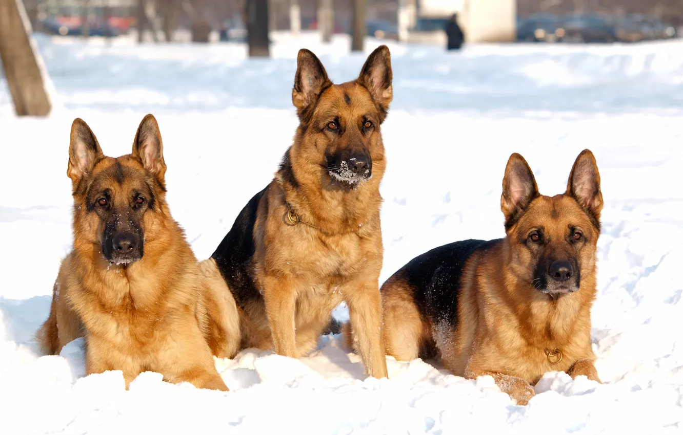 Фото обои зима, собаки, снег, собака, овчарка, троица