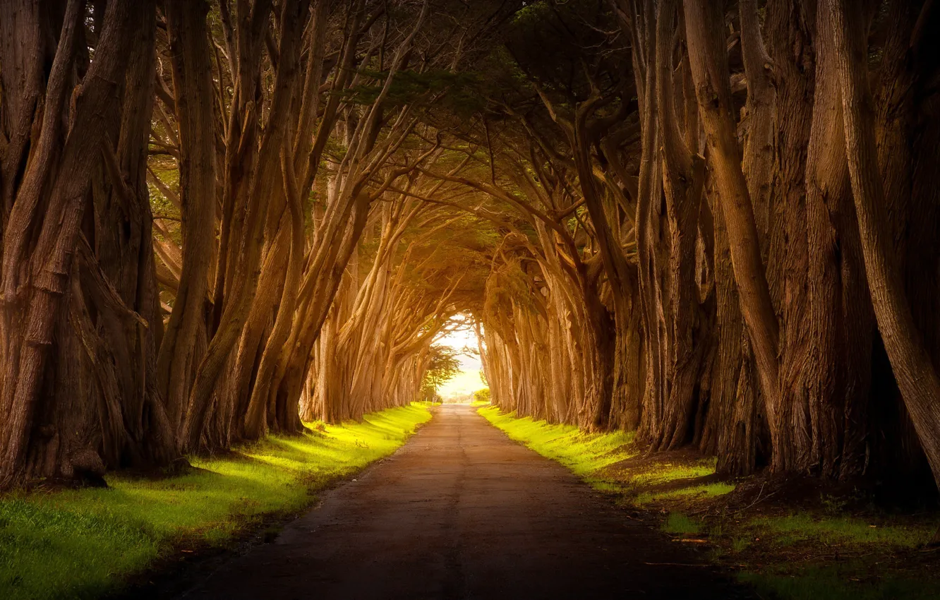 Фото обои дорога, свет, деревья, природа