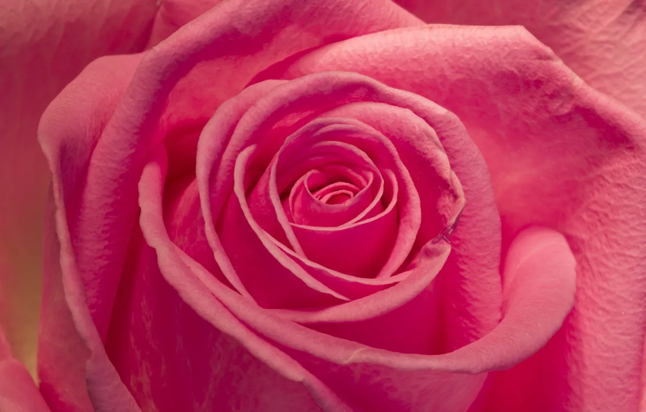 Фото обои макро, розовая, роза, лепестки, бутон