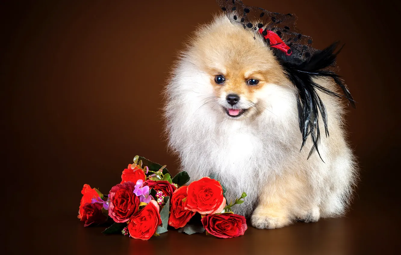 Фото обои цветы, девочка, шпиц