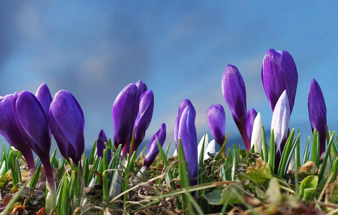 Фото обои цветы, поляна, весна, фиолетовые, крокусы, бутоны, голубой фон, сиреневые
