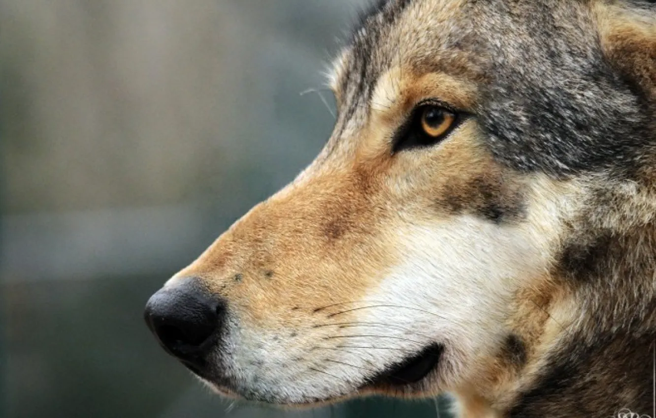 Фото обои nature, predator, animal, wolf, wildlife, portrait, portrait., Canis lupus. face
