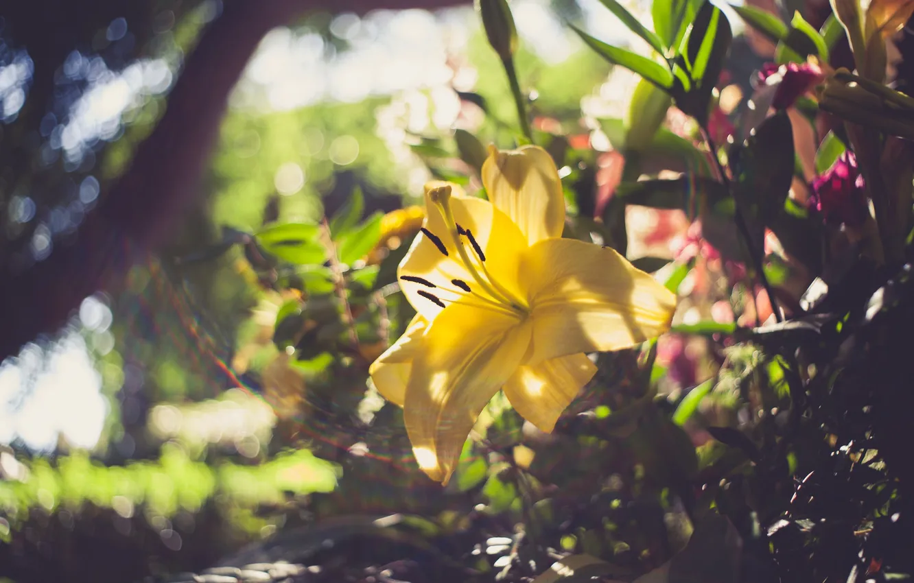 Фото обои цветок, лилия, желтые лепестки