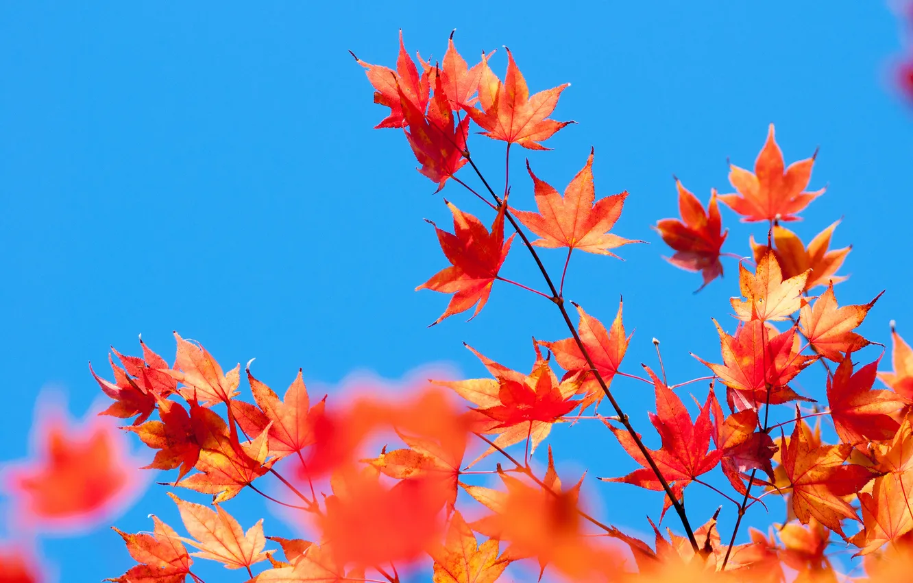 Фото обои небо, листья, ветка, клен, багрянец