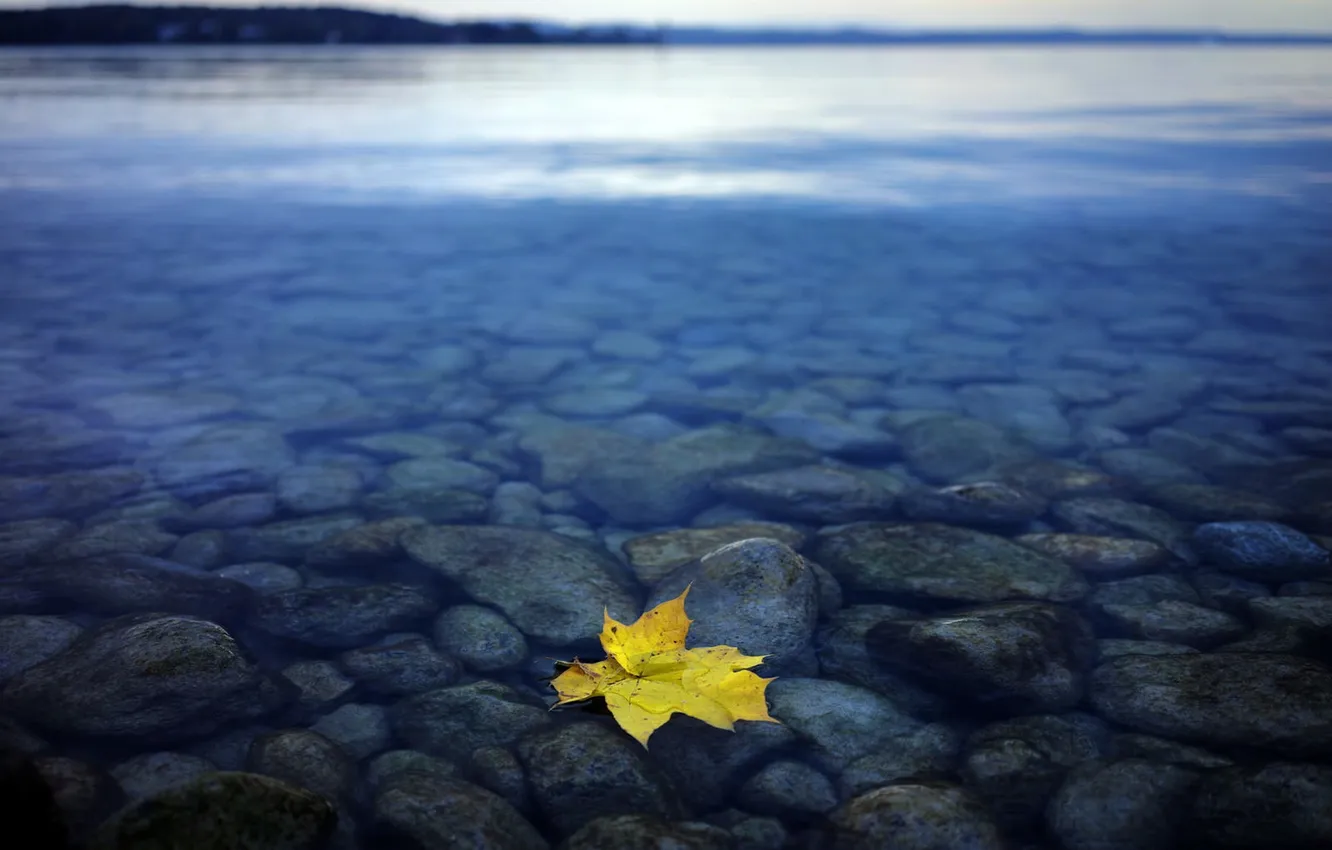 Фото обои природа, лист, озеро