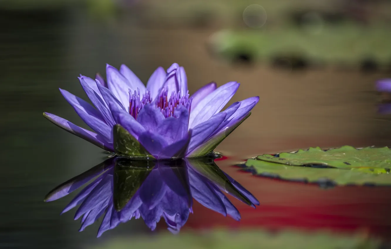 Фото обои озеро, лепесток, водяная лилия