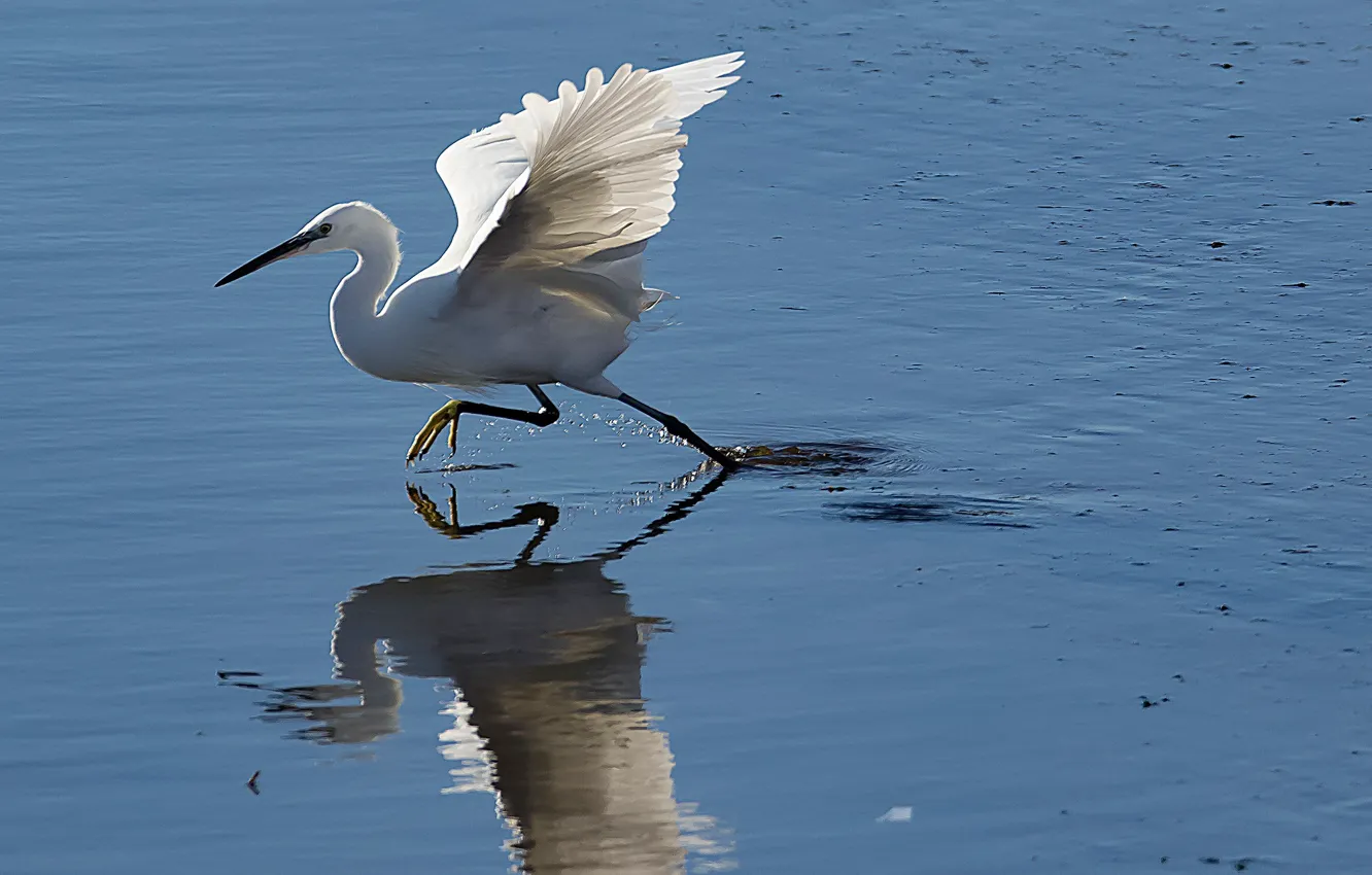 Фото обои вода, птица, крылья, клюв, Италия, Апулия, белая цапля