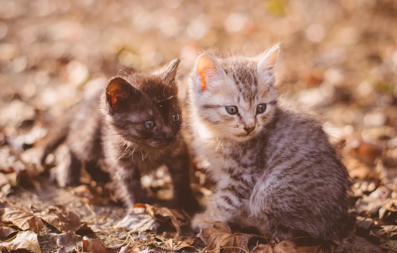 Фото обои котята, малыши, парочка, боке, два котёнка