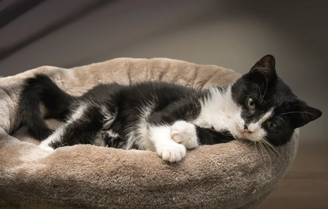 Фото обои кошка, кот, лежит