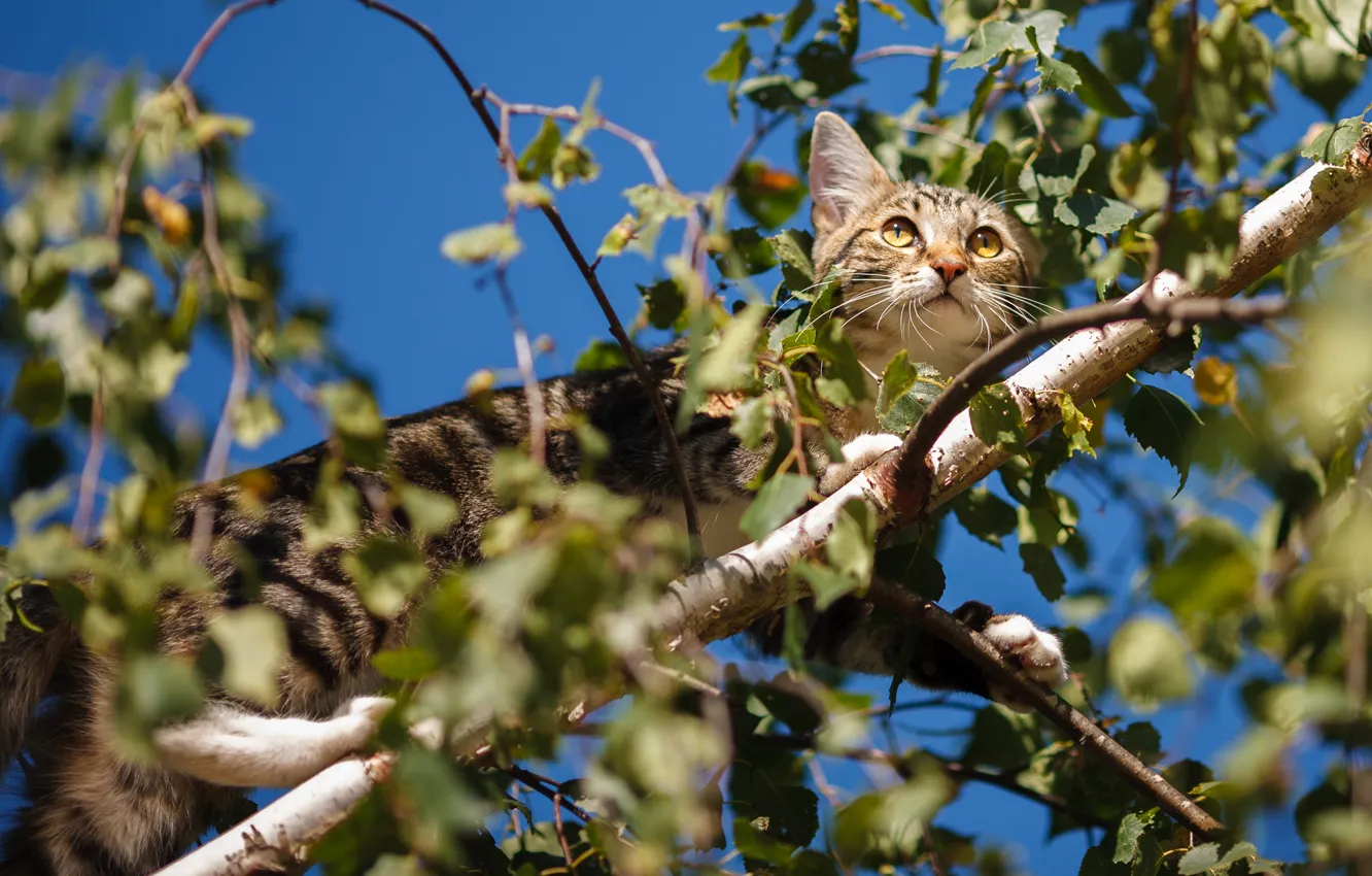 Фото обои кошка, кот, взгляд, деревья, ветки, листва, котёнок, древолаз