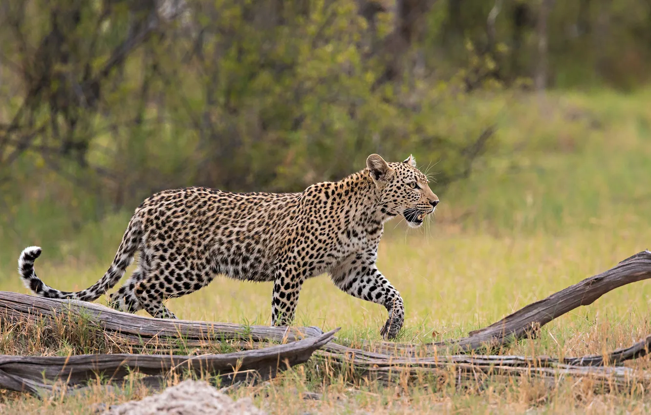 Фото обои хищник, леопард, грация
