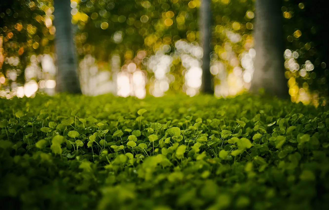 Фото обои зелень, трава, капли, макро, деревья, блики