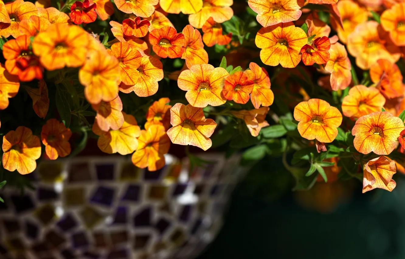 Фото обои цветы, оранжевые, вазон, петуния, петунии, калибрахоа