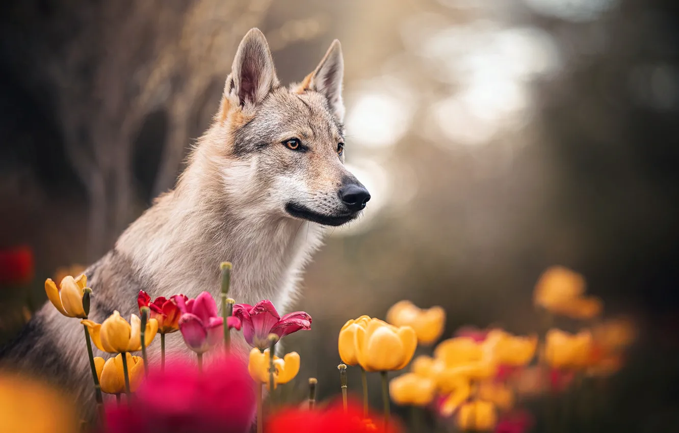 Фото обои цветы, природа, животное, собака, весна, тюльпаны, профиль, пёс
