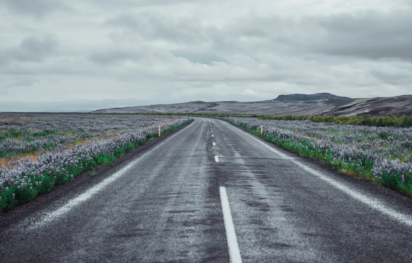 Фото обои дорога, поле, цветы, South, Iceland, Rangárvallahreppur