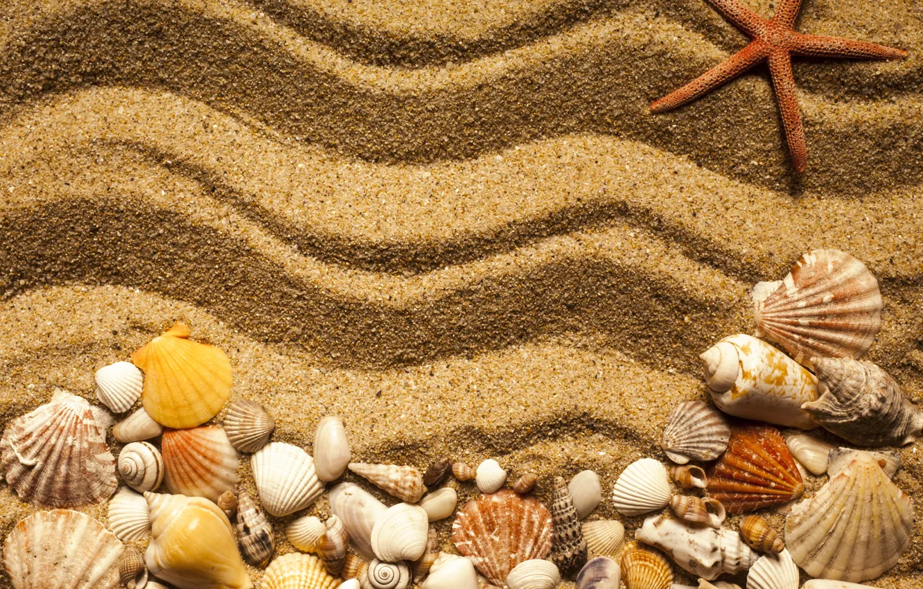 Фото обои beach, texture, sand, marine, starfish, seashells, песок ракушки