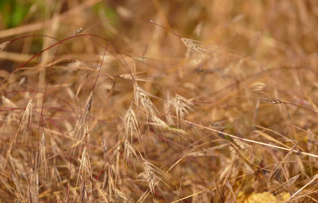 Фото обои трава, макро, колос, растения, сухая