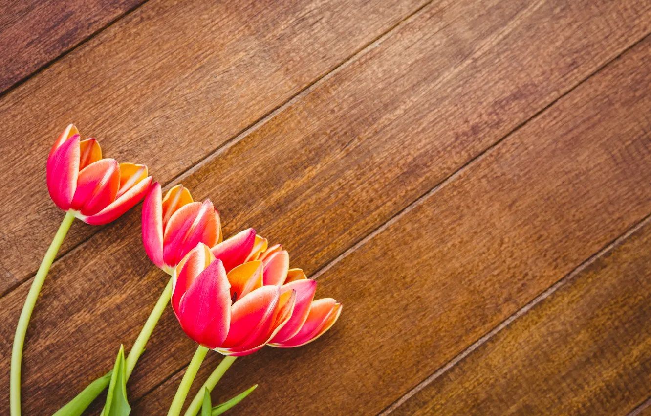Фото обои цветы, тюльпаны, красные, red, wood, flowers, tulips, spring