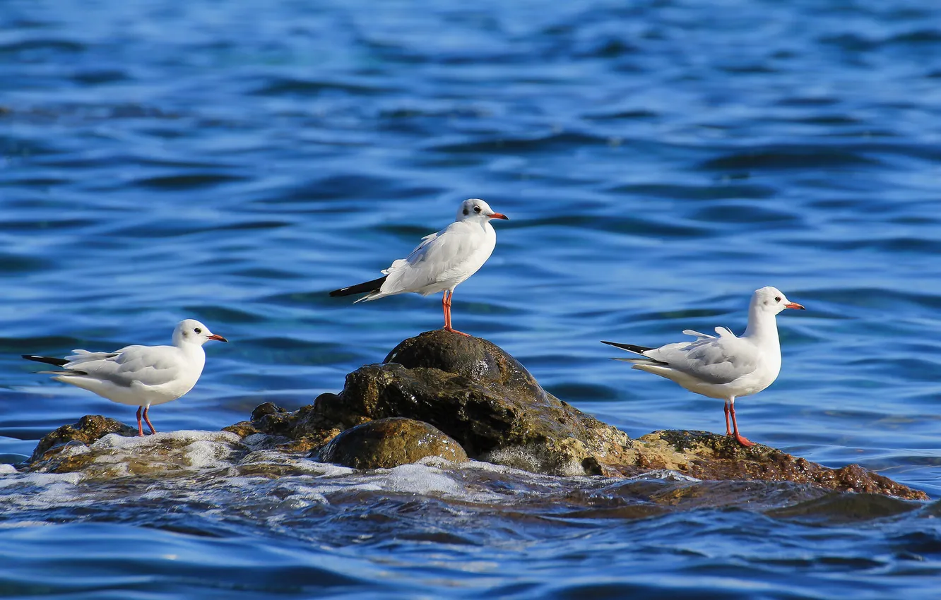 Фото обои море, птицы, камень, чайки, трио