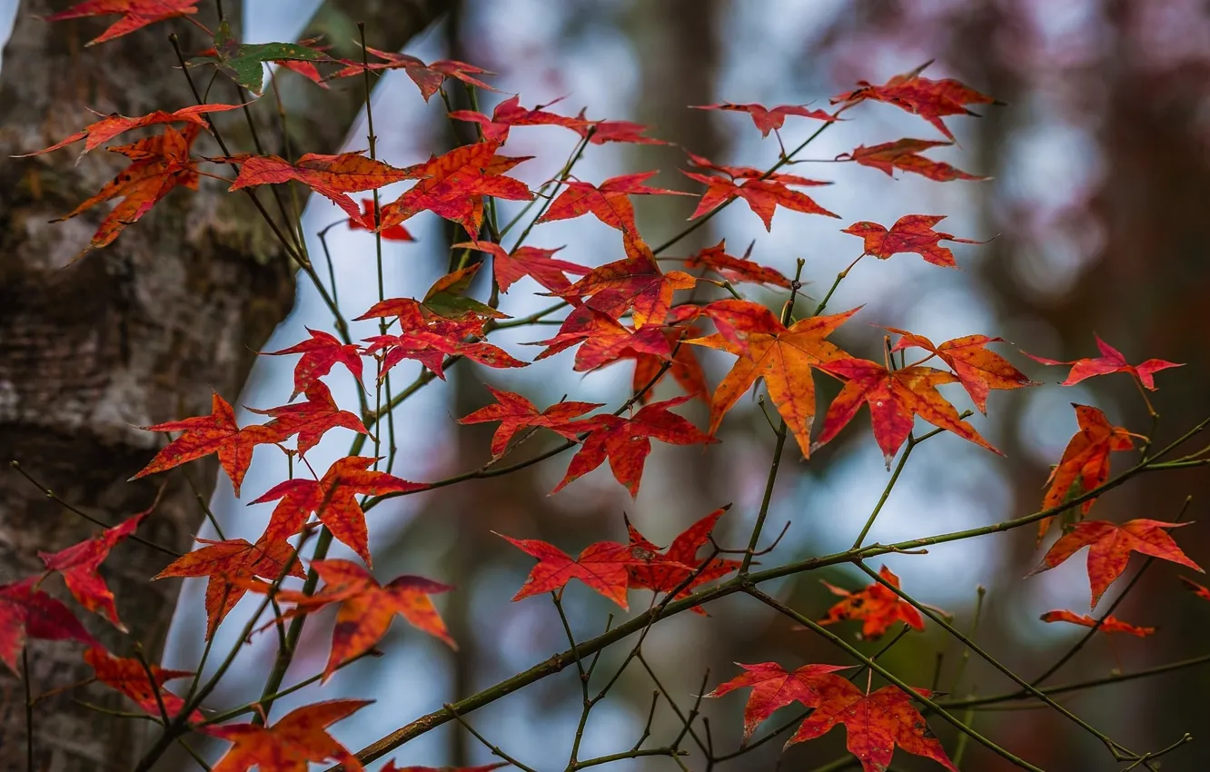 Фото обои осень, листья, ветки, дерево