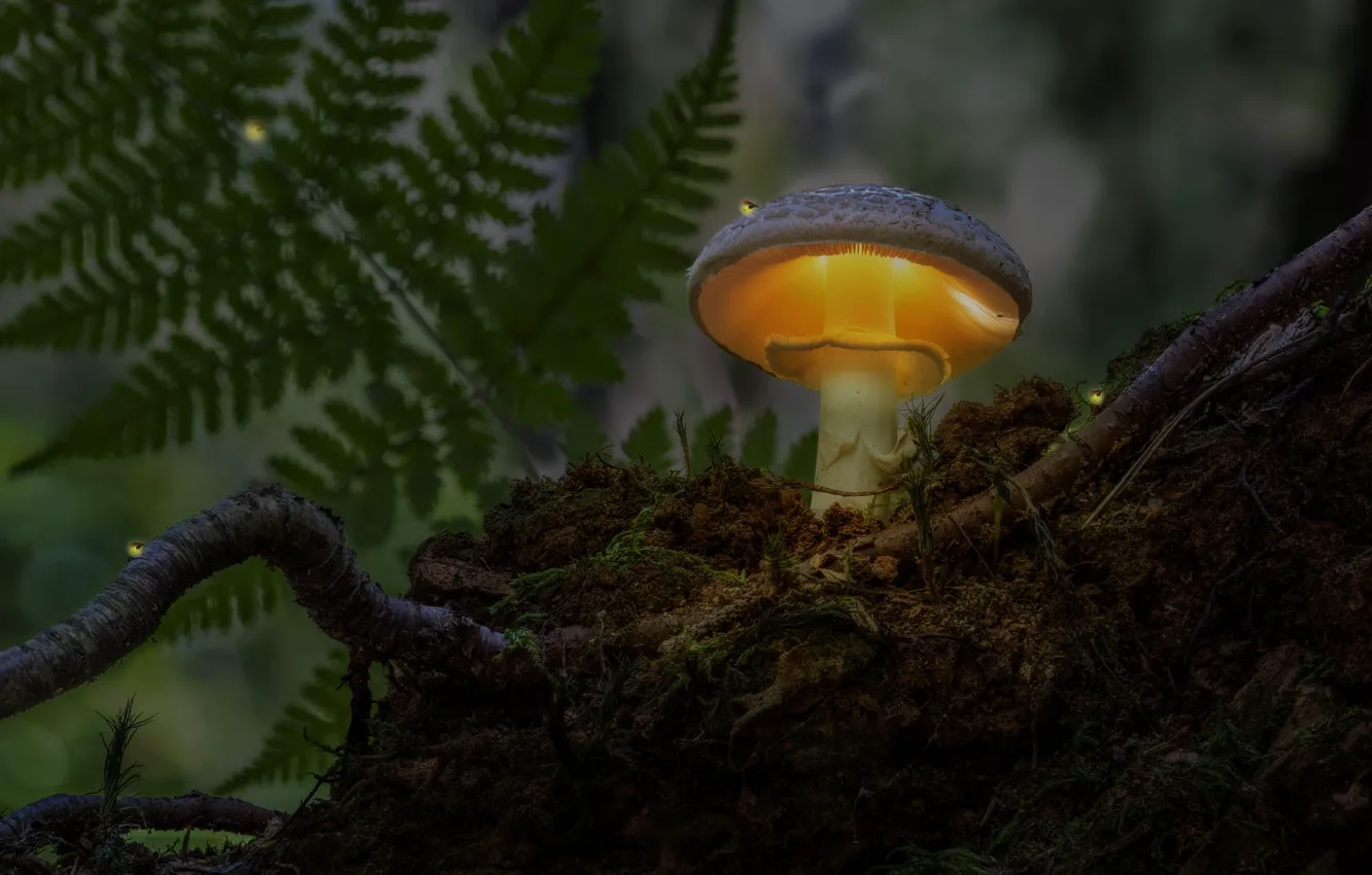 Фото обои осень, свет, природа, корни, темный фон, гриб, мох, поганка